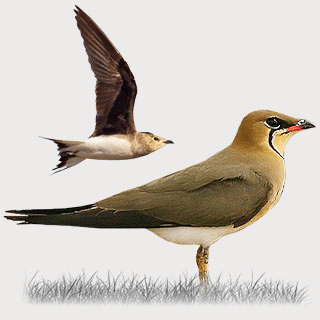 Black-winged Pratincole