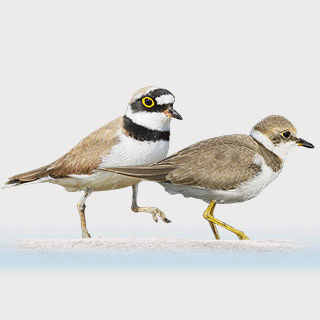 Little Ringed Plover