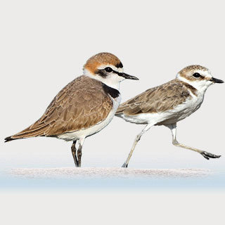 Kentish Plover