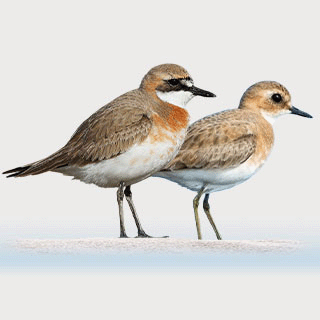 Greater Sand Plover