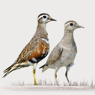 Eurasian Dotterel