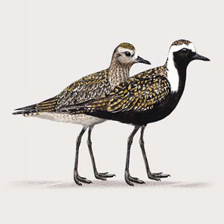 American Golden Plover