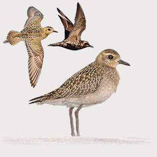 Pacific Golden Plover