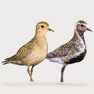 European Golden Plover