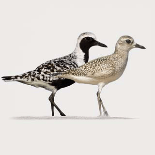 Grey Plover