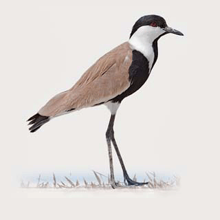 Spur-winged Lapwing