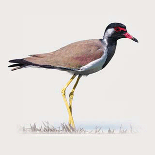 Red-wattled Lapwing