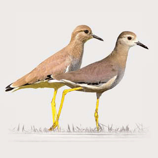 White-tailed Lapwing