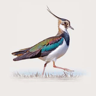 Northern Lapwing