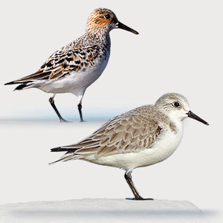 Sanderling