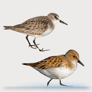 Little Stint