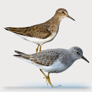 Temminck`s Stint
