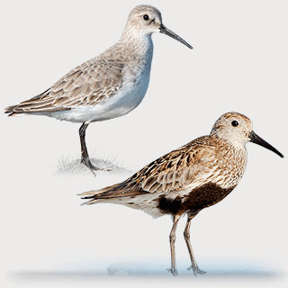 Dunlin