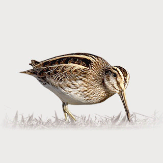 Jack Snipe