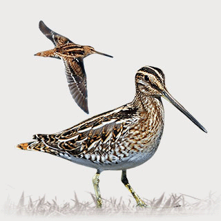 Common Snipe