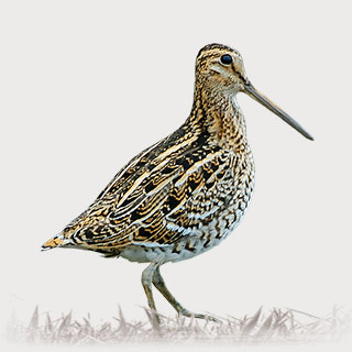Great Snipe