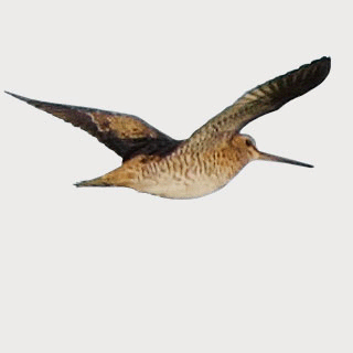 Pin-tailed Snipe