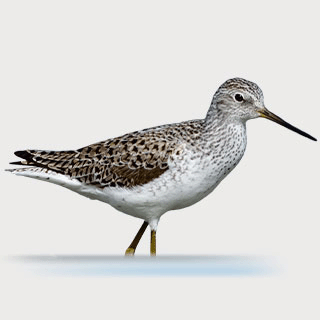 Marsh Sandpiper