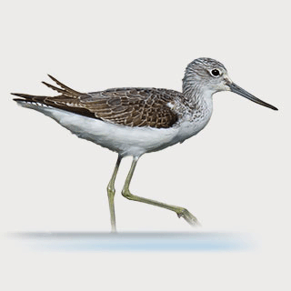 Common Greenshank