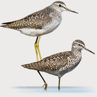 Wood Sandpiper