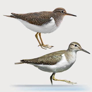 Common Sandpiper