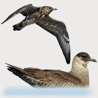 Pomarine Jaeger
