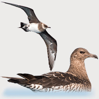 Parasitic Jaeger