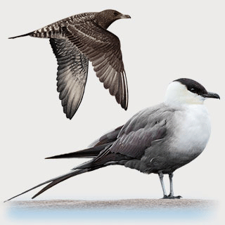 Long-tailed Jaeger