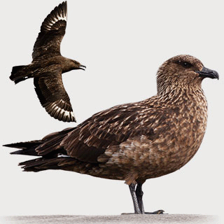 Great Skua