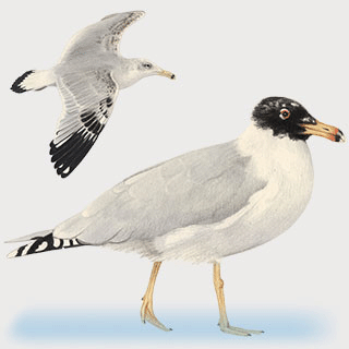 Pallas`s Gull