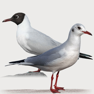 Black-headed Gull
