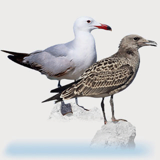 Audouin`s Gull