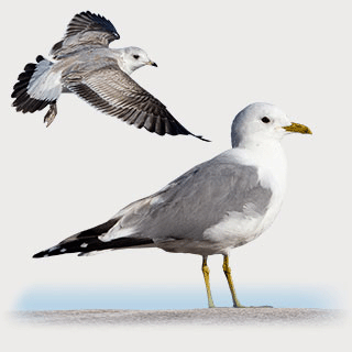 Common Gull