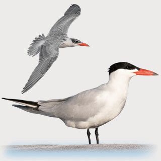Caspian Tern