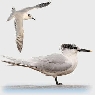 Sandwich Tern