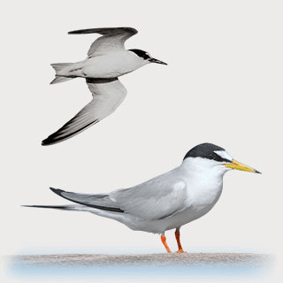 Little Tern