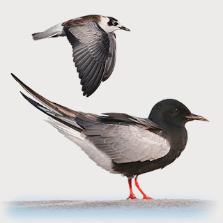 White-winged Tern