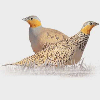 Spotted Sandgrouse