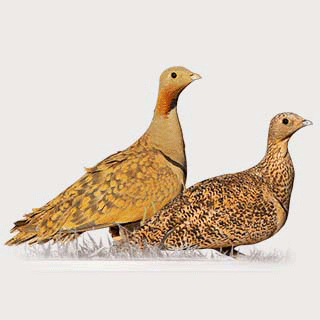 Black-bellied Sandgrouse