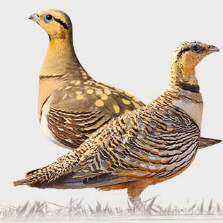 Pin-tailed Sandgrouse
