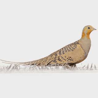 Pallas`s Sandgrouse