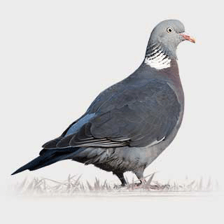 Common Wood Pigeon