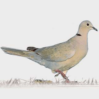 Eurasian Collared Dove