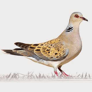 European Turtle Dove