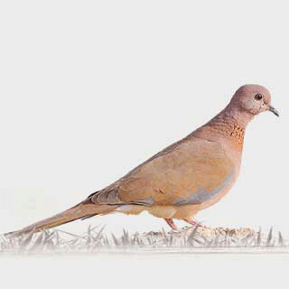Laughing Dove