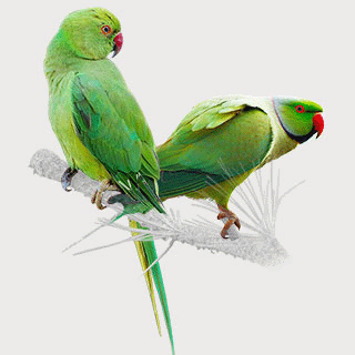 Rose-ringed Parakeet