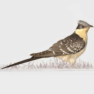 Great Spotted Cuckoo