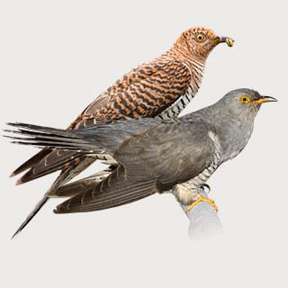 Common Cuckoo