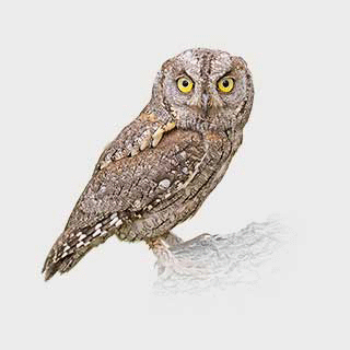 Eurasian Scops Owl