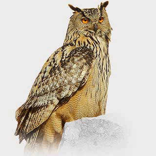 Eurasian Eagle-Owl